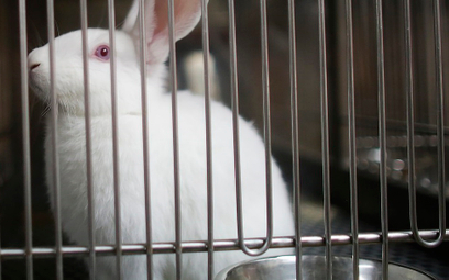 Przez testy kosmetyków na zwierzętach cierpi całe środowisko