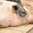 Okrucieństwo wobec świń w polskich hodowlach. Wyniki europejskiego śledztwa