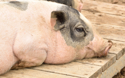 Okrucieństwo wobec świń w polskich hodowlach. Wyniki europejskiego śledztwa