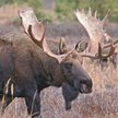 Norwegia: Kto zabije łosia? Będzie losowanie