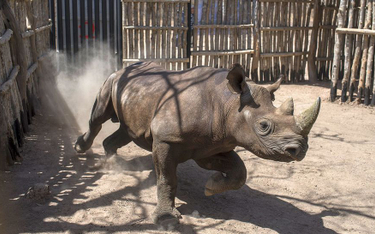 Czad: Z RPA przywieziono sześć nosorożców. Cztery już nie żyją