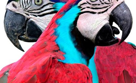 Drzewo genealogiczne ptaków