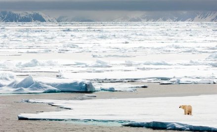 Niedźwiedź a wojna w Syrii
