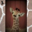 O śmierci żyrafka stołeczne zoo poinformowało na jego profilu na Facebooku.