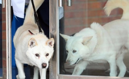 Psy od Kim Dzong Una trafiły do zoo w Korei Południowej