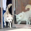 Psy od Kim Dzong Una trafiły do zoo w Korei Południowej