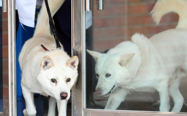 Psy od Kim Dzong Una trafiły do zoo w Korei Południowej