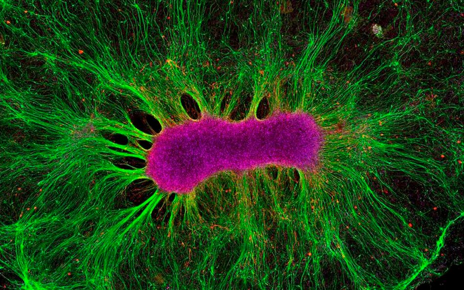 Fot: Collin Edington, Iris Lee. Komórki macierzyste mają zdolność do tworzenia wszystkich typów różn