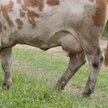 Piliśmy mleko na terenie dzisiejszej Sahary 7000 lat temu