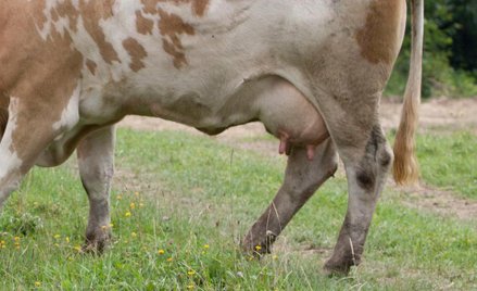 Piliśmy mleko na terenie dzisiejszej Sahary 7000 lat temu