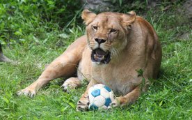 Organizatorzy proszą, aby przyniesione zabawki były czyste, solidne i w dobrym stanie – dzikie koty 