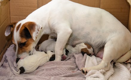 Będzie trudniej o rodowód dla psa lub kota? Jedynie wpisane rejestru stowarzyszenie będzie miało pra