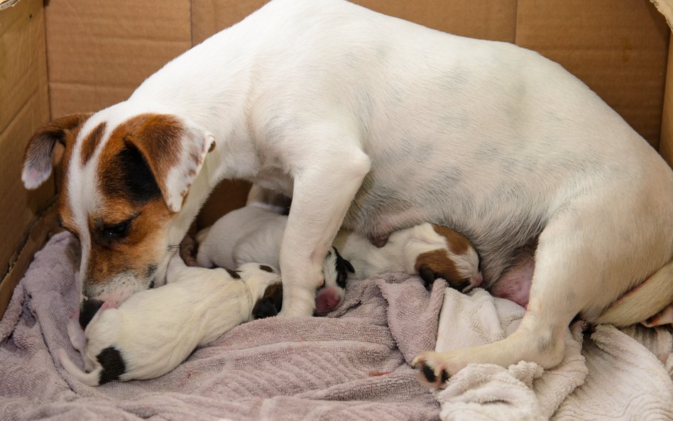 Będzie trudniej o rodowód dla psa lub kota? Jedynie wpisane rejestru stowarzyszenie będzie miało pra