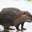 Nutria. Fot. Philippe Amelant