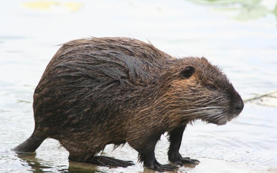 Nutria. Fot. Philippe Amelant