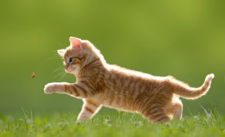 Celem zbiórki jest pozyskanie środków na ratowanie, leczenie, utrzymanie i kastracje kotów