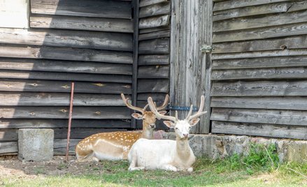 Nie wiadomo, jaki będzie los jeleniowatych z Kosewa.