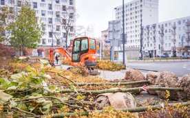 Wprowadzenie standardu ma zapewnić wysoką jakość nowych nasadzeń oraz skuteczną ochronę sadzonych dr