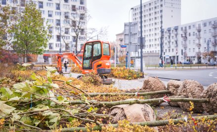 Wprowadzenie standardu ma zapewnić wysoką jakość nowych nasadzeń oraz skuteczną ochronę sadzonych dr