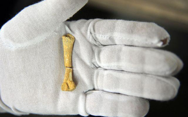 Kość odnaleziona na filipińskiej wyspie Luzon