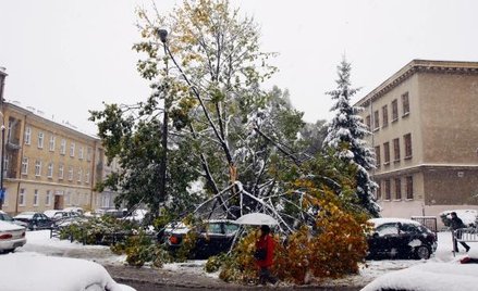 Gdy drzewo zagraża życiu