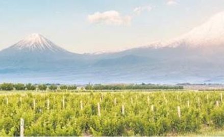 Robert Mazurek: Armeńskie karasy zamiast brzoskwiń i koniaku