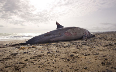 Włochy: Tajemnicze zgony dziesiątek delfinów. Wirus odry?