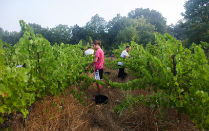 Rekordowo wczesne winobranie we Francji