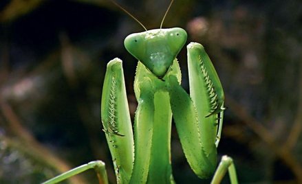 Modliszki w dokumencie Jak obcy z kosmosu. Modliszki