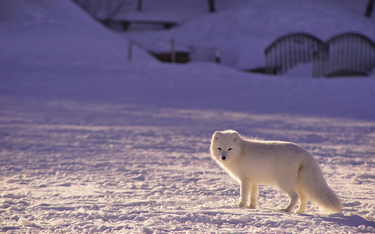 Niezwykła wyprawa arktycznego lisa. 3500 kilometrów w 76 dni