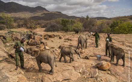 Ami Vitale, "Warriors Who Once Feared Elephants"