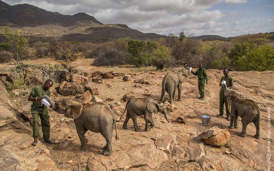 Ami Vitale, "Warriors Who Once Feared Elephants"