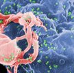 Wirus HIV atakujący komórkę w ciele człowieka.