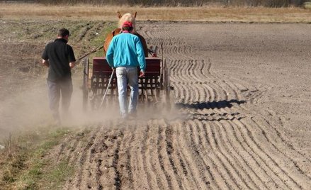Rolnik pracujący sezonowo w Niemczech nie płaci KRUS