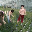 20 tys. zł dla producentów rolnych