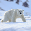 Atak niedźwiedzia polarnego na Alasce. Nie żyją dwie osoby