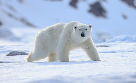 Atak niedźwiedzia polarnego na Alasce. Nie żyją dwie osoby