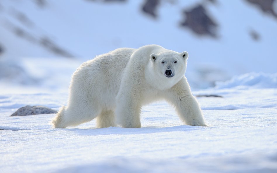 Atak niedźwiedzia polarnego na Alasce. Nie żyją dwie osoby