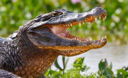 Chiny: Z farmy uciekło kilkadziesiąt krokodyli. "Pozostańcie w domach"