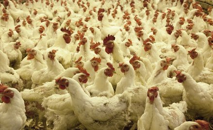 Wielka Brytania: Tysiące kurczaków zginęło na farmie. "Nie mogliśmy nic zrobić"