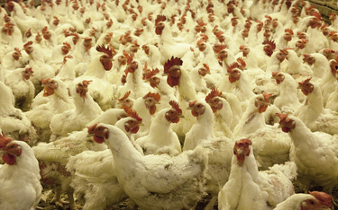 Wielka Brytania: Tysiące kurczaków zginęło na farmie. "Nie mogliśmy nic zrobić"