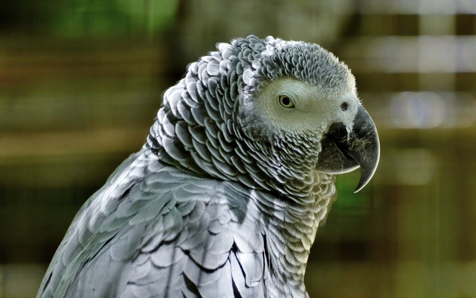 Papugi z ZOO przejdą resocjalizację. Obrażają odwiedzających i się z tego śmieją