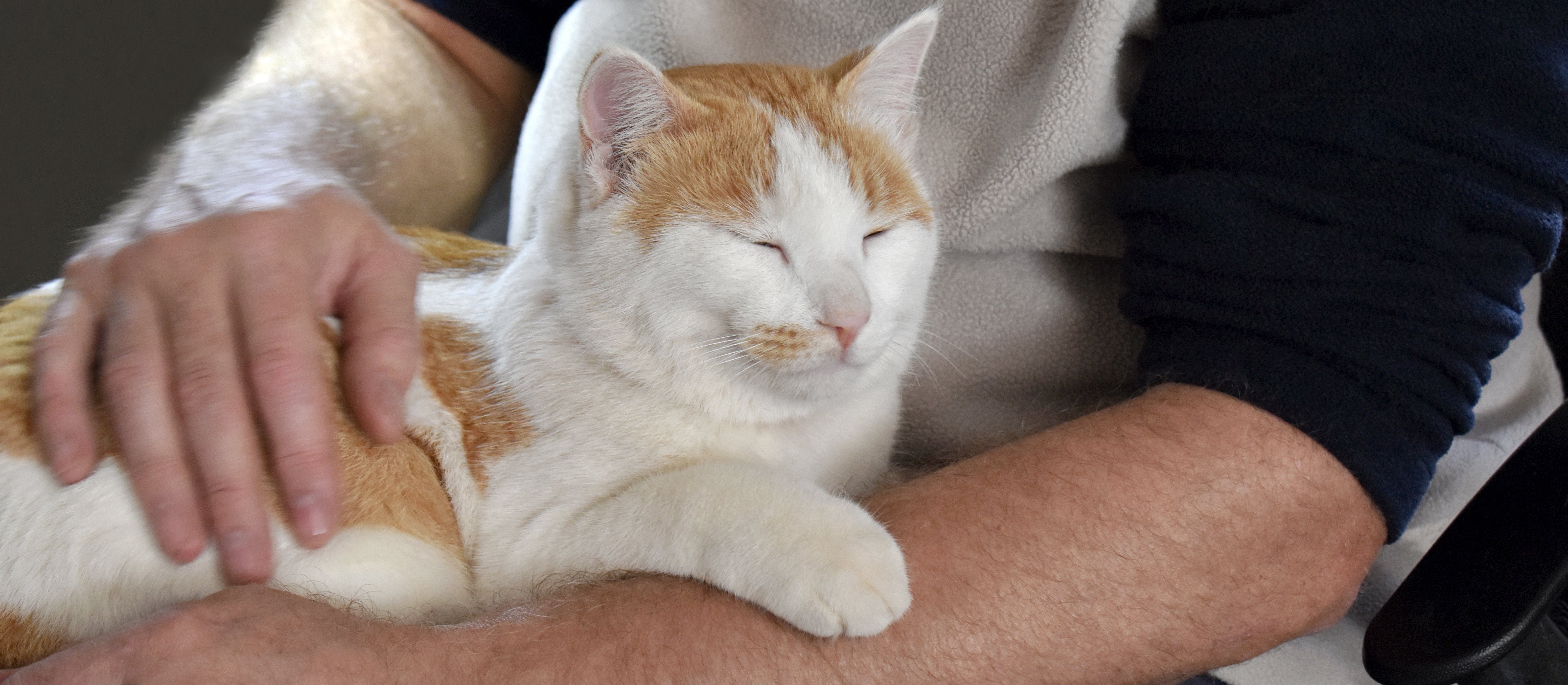 Koty mogą pomóc w leczeniu raka u ludzi