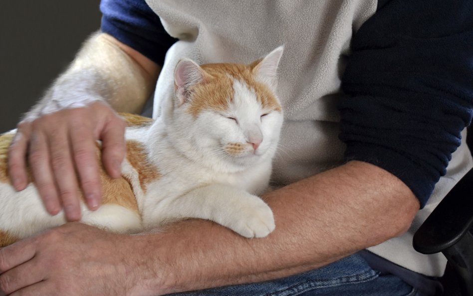 Międzynarodowy zespół odkrył mutacje genów powodujące rzadkie i agresywne nowotwory zarówno u kotów,