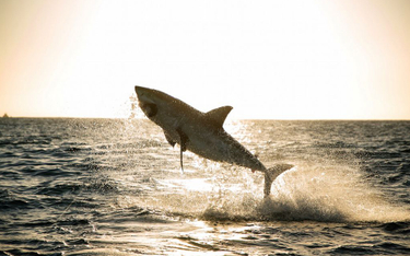 "Tydzień z rekinami" wraca na antenę Nat Geo