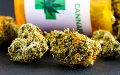 Rzecznik po raz kolejny interweniuje w sprawie medycznej marihuany