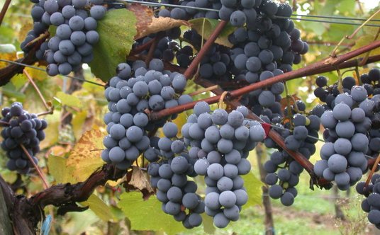 Winogrona odmiany Gamay, z których produkuje się Boujolais nouveau