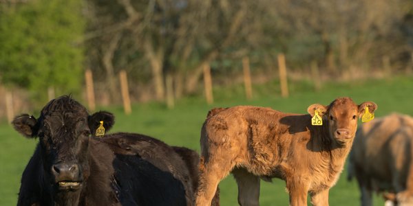 Teksas prosi FDA o iwermektynę w paszach przeciw śrubowcowi nowoświatowemu