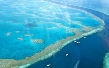 Wielka Rafa Koralowa zagrożona? Australia zabierze dyplomatów na nurkowanie