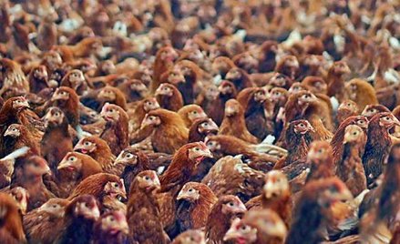 W nowej ubojni drobiu Grupy QFG zatrudnionych ma być 600 osób.